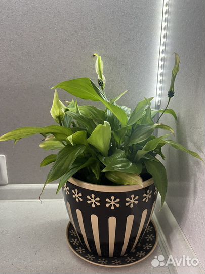 Комнатные цветы