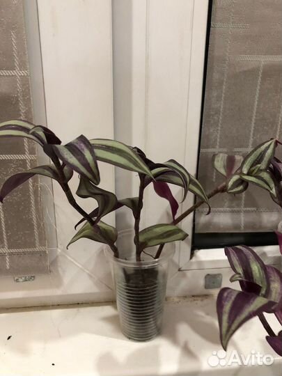 Традисканция