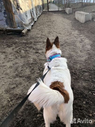 Не упусти возможность полетать на крыльях счастья