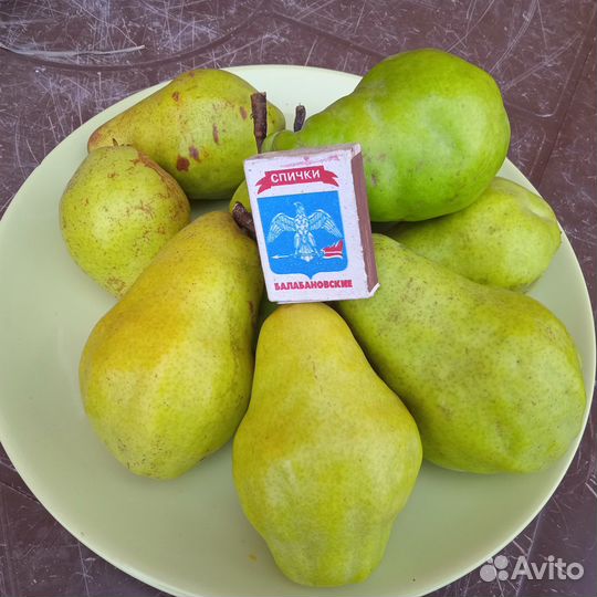 Саженцы груши