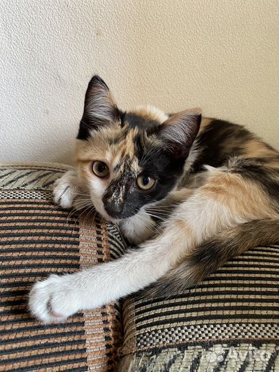 Котенок девочка бесплатно