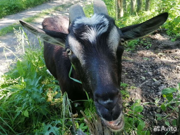 Молодая коза