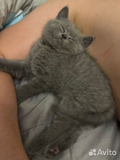 Британский котенок