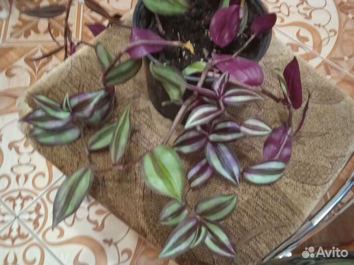 Традесканция зебрина