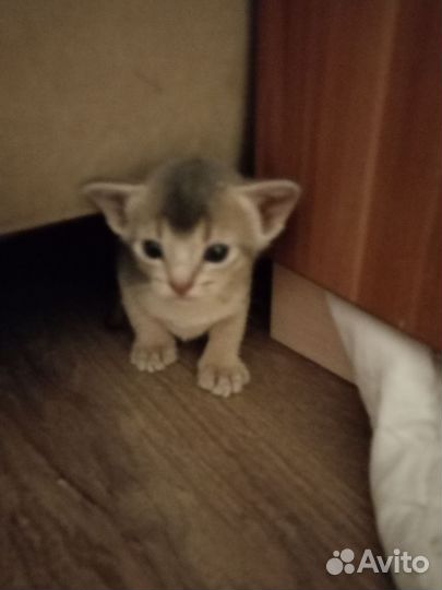 Абиссинские котята
