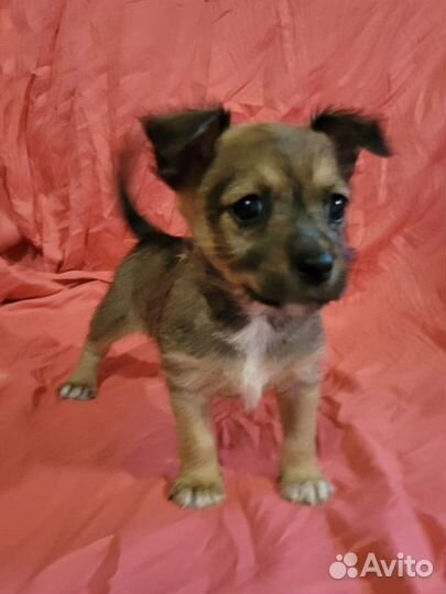 Щенок 2 месяца