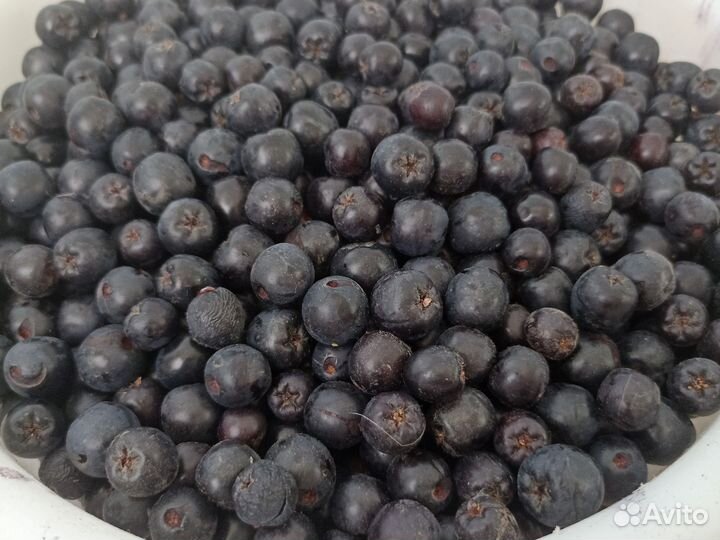 Черноплодная рябина ягоды