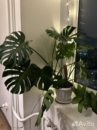 Монстера большая