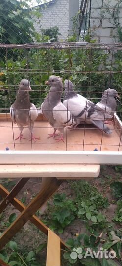 Продам голубей