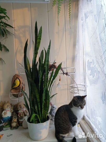 Сансевиерия