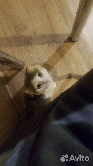 Котик вислоухий шотландец 9 месяцев отдам