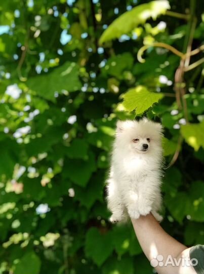 Шпиц немецкий