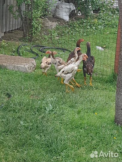 Бойцовая птица