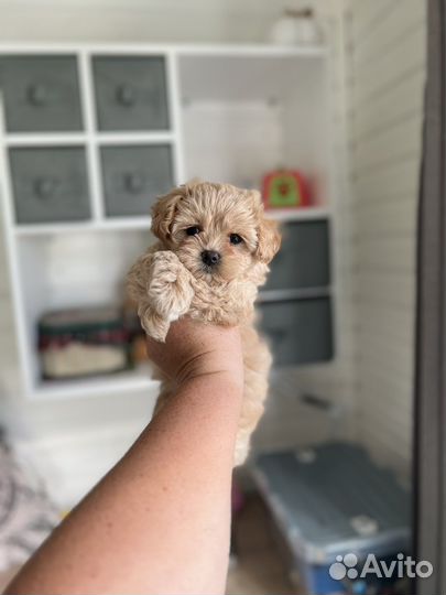 Мальтипу f1 mini