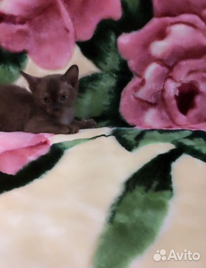 Бурманские котята