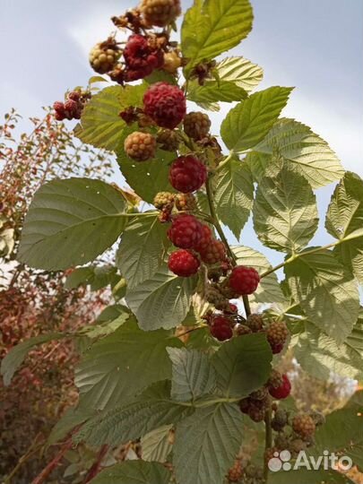 Ремонтантная малина