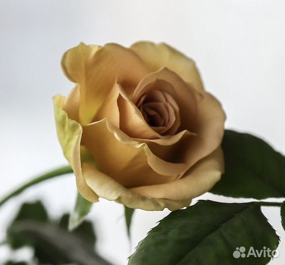 Розы комнатные