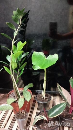 Комнатные цветы