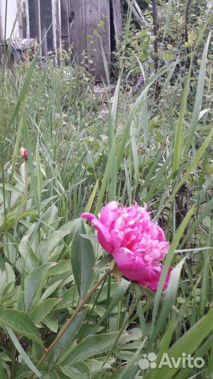 Пионы травянистые корневища