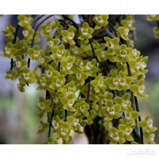 Орхидея. Шилошиста. Chiloschista parishii