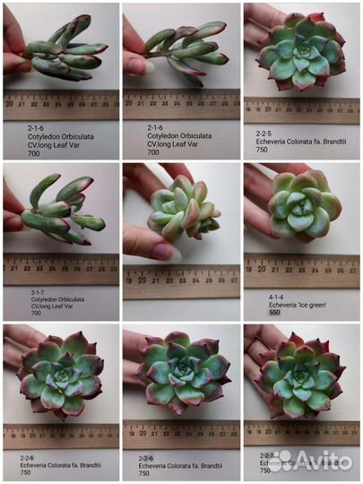 Суккуленты 2/6