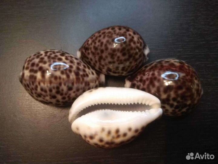 Морские звезды и ракушки ципреи, каури, харпа