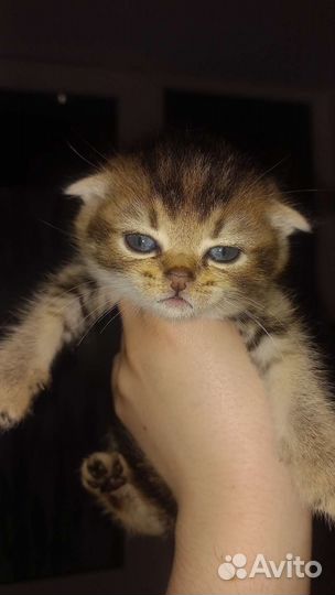 Кошечка вислоухая