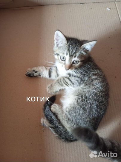 Отдам котят в хорошие руки