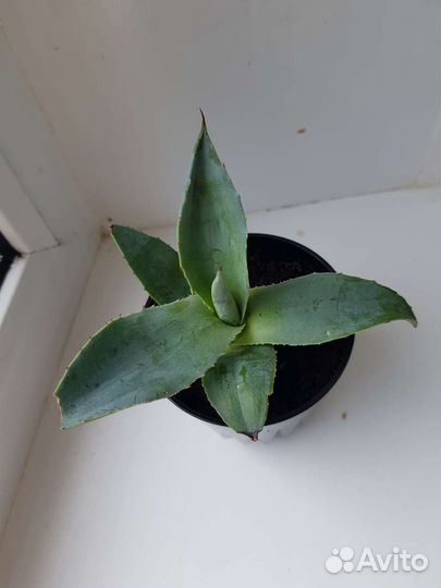 Агава голубая