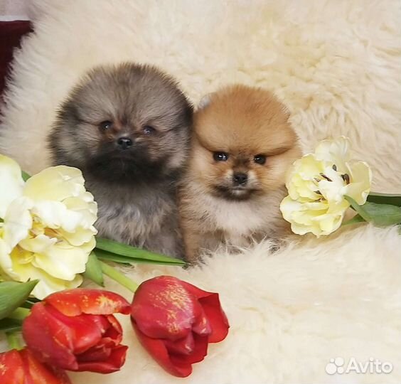 Super Mini малыши Померанский шпиц