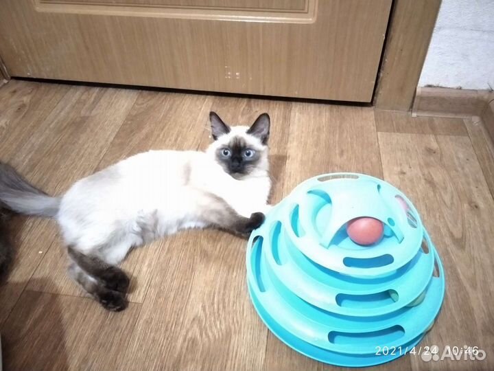 Передержка вашего питомца