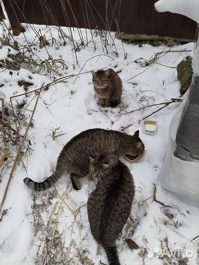 Кошки