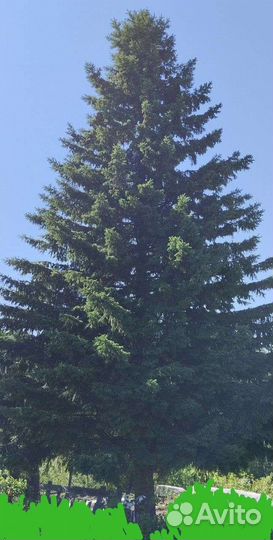 Ель обыкновенная