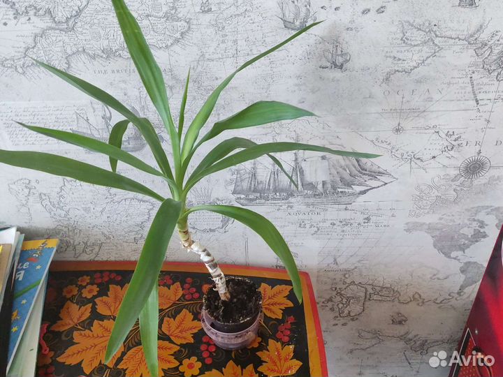 Пальма юкка 55 см