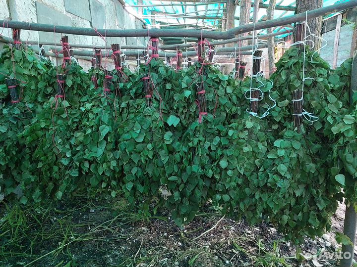 Веники для бани берёзовые