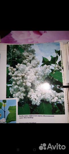 Сирень махровая