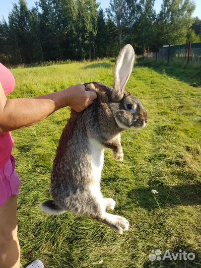 Кролики крупные на разведение, мясо