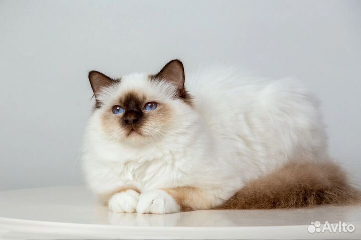 Котята Священная бирма
