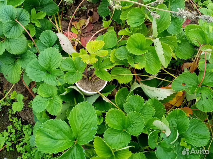 Саженцы, ростки клубники гигантелла и др. сорта