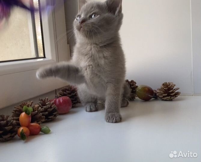 Британский котёнок мальчик