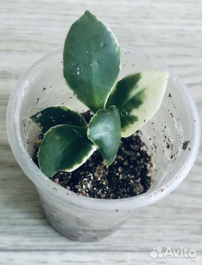 Hoya heuschkeliana albomarginata