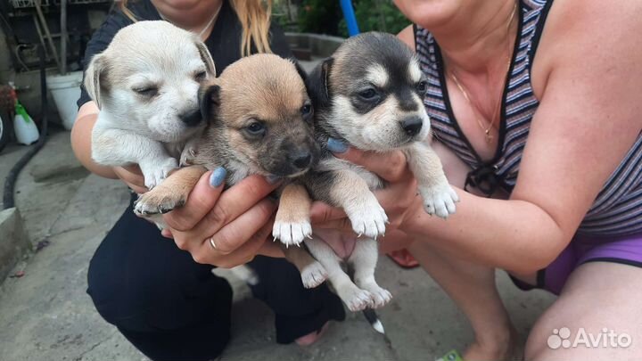 Щенки порода пинчер