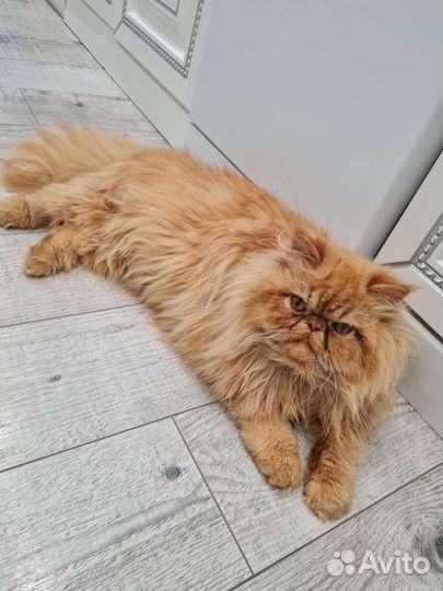 Персидский кот на вязку