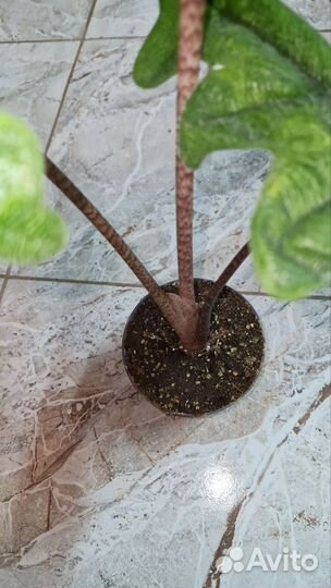 Алоказия Жаклин