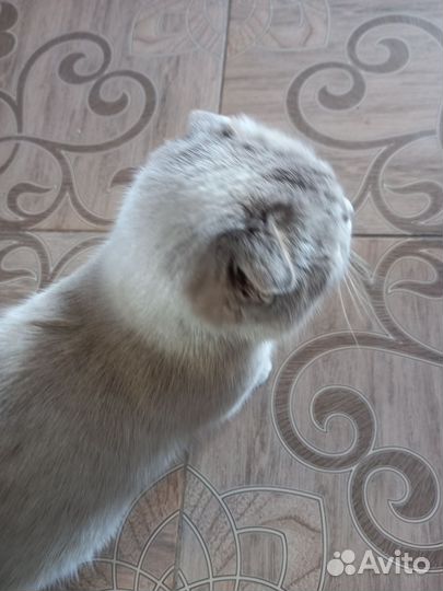 Шотландская вислоухая кошка