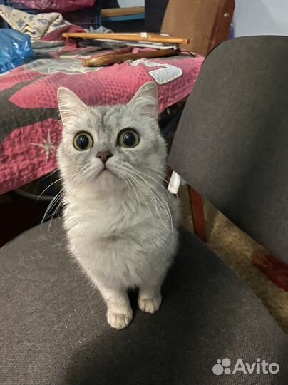 Котенок и кошка