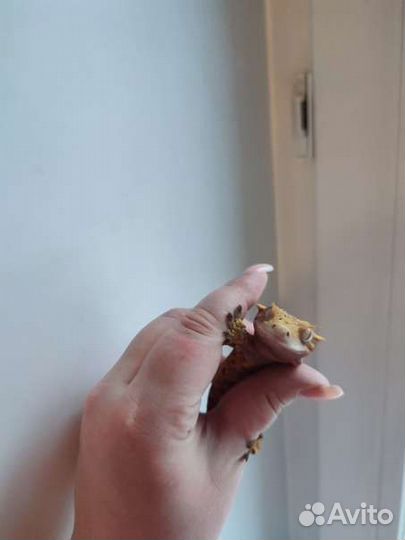 Реснитчатый бананоед, геккон, самец