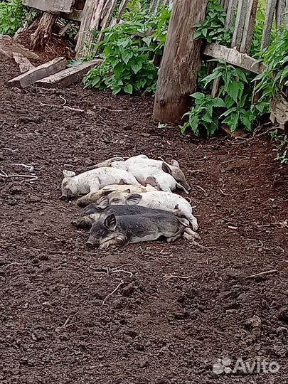 Поросята венгерской мангалицы