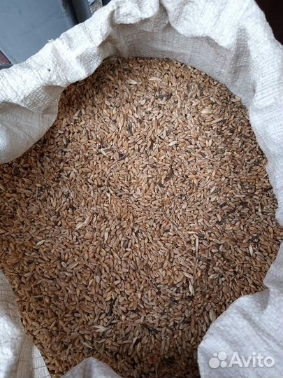 Зерно пшеница