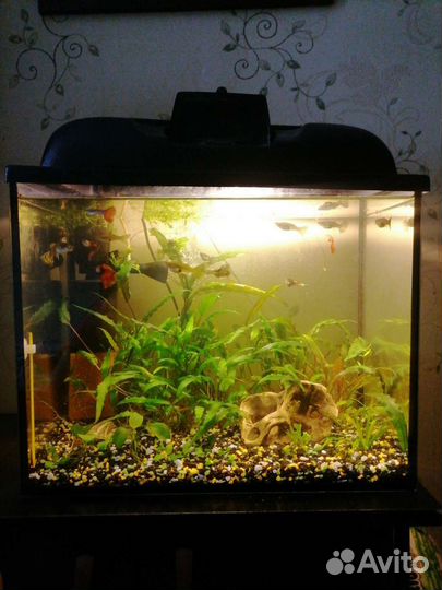 Аквариум